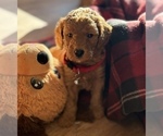Small #6 Goldendoodle (Miniature)