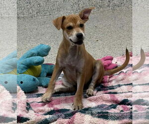 Boxer-Unknown Mix Dogs for adoption in Mechanicsburg, PA, USA