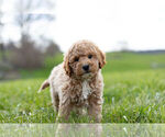 Small Photo #1 Goldendoodle-Poodle (Miniature) Mix Puppy For Sale in WARSAW, IN, USA