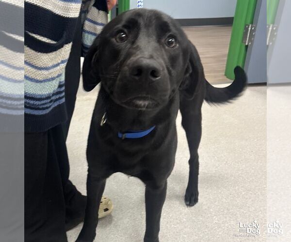 Medium Photo #2 Retriever -Unknown Mix Puppy For Sale in Washington, DC, USA