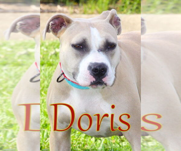 Medium Photo #3 American Pit Bull Terrier Puppy For Sale in Evansville, IN, USA
