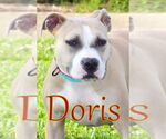 Small #2 American Pit Bull Terrier