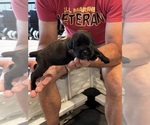 Small Photo #79 Cane Corso Puppy For Sale in REEVESVILLE, SC, USA
