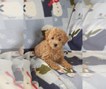 Small Photo #8 Goldendoodle (Miniature) Puppy For Sale in MILWAUKEE, WI, USA