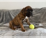 Small Photo #15 Boxer Puppy For Sale in WEST COLUMBIA, SC, USA