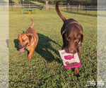 Small #6 Labrador Retriever Mix