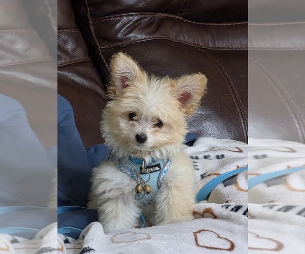 Medium Photo #1 Pom-A-Poo Puppy For Sale in HOUSTON, TX, USA