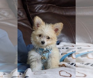 Pom-A-Poo Puppy for sale in HOUSTON, TX, USA