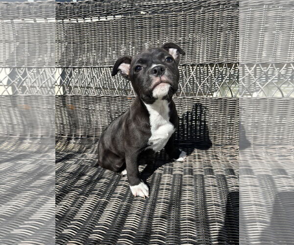 Medium Photo #3 Mutt Puppy For Sale in Holly Springs, NC, USA