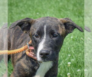 American Staffordshire Terrier-Huskies  Mix Dogs for adoption in Huntley, IL, USA