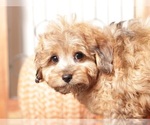 Small #1 Cavapoo