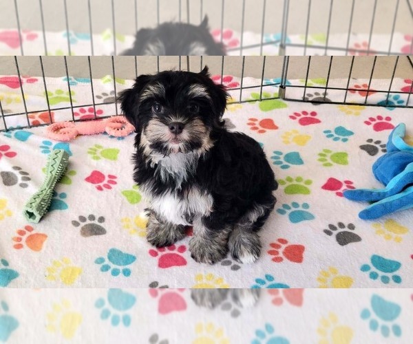 Medium Photo #5 Havanese Puppy For Sale in ORO VALLEY, AZ, USA