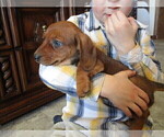 Small Photo #12 Dachshund Puppy For Sale in OWEN, WI, USA