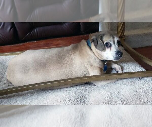 Medium Photo #4 Chihuahua-Unknown Mix Puppy For Sale in Antioch, CA, USA