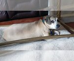 Small #3 Chihuahua Mix