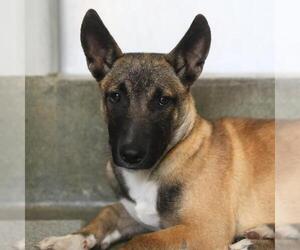 Mutt Dogs for adoption in San Antonio, TX, USA