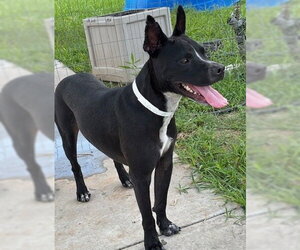 Labrador Retriever-Unknown Mix Dogs for adoption in Houston, TX, USA