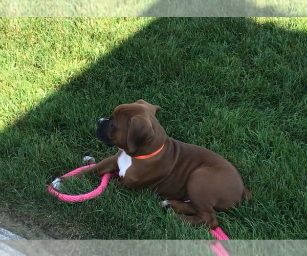 Medium Photo #3 Boxer Puppy For Sale in APPLE CREEK, OH, USA