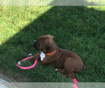 Small #2 Boxer