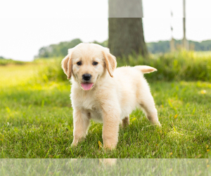Golden Retriever Puppy for sale in MENTONE, IN, USA