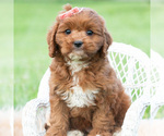 Small #5 Cavapoo (Miniature)