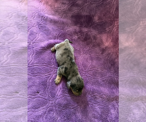 Medium Photo #10 Dachshund Puppy For Sale in BLMGTN, IN, USA