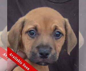 American Staffordshire Terrier-German Shepherd Dog Mix Dogs for adoption in Huntley, IL, USA