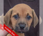 Gary - Male American Staffordshire Terrier-German Shepherd Dog Mix Dog for Adoption - Small photo