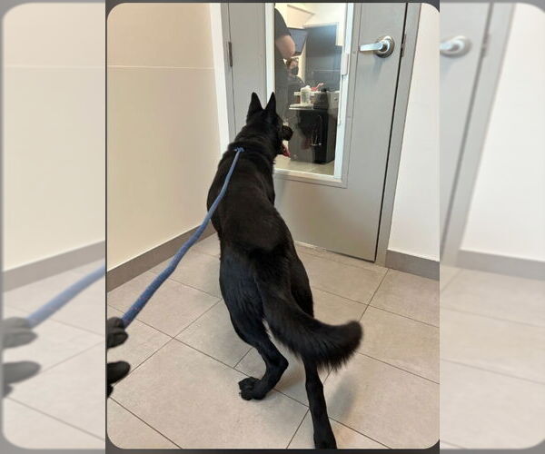 Medium Photo #4 German Shepherd Dog Puppy For Sale in Winston Salem, NC, USA