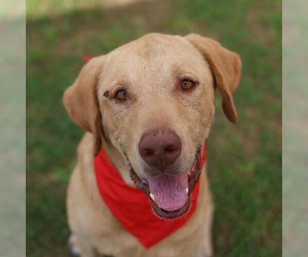 Medium Photo #1 Labrador Retriever-Unknown Mix Puppy For Sale in San Antonio, TX, USA