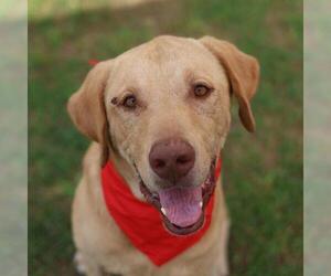 Labrador Retriever-Unknown Mix Dogs for adoption in San Antonio, TX, USA