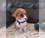 Small Photo #3 Pembroke Welsh Corgi Puppy For Sale in ARROYO GRANDE, CA, USA