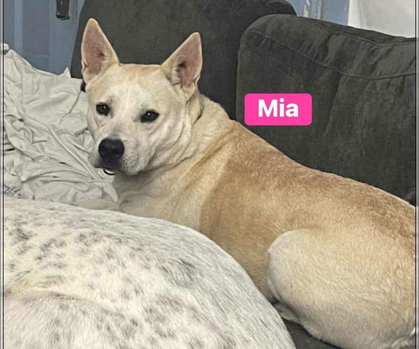 Medium Photo #7 Labrador Retriever-Unknown Mix Puppy For Sale in Alexander, AR, USA