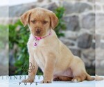 Small #2 Labrador Retriever
