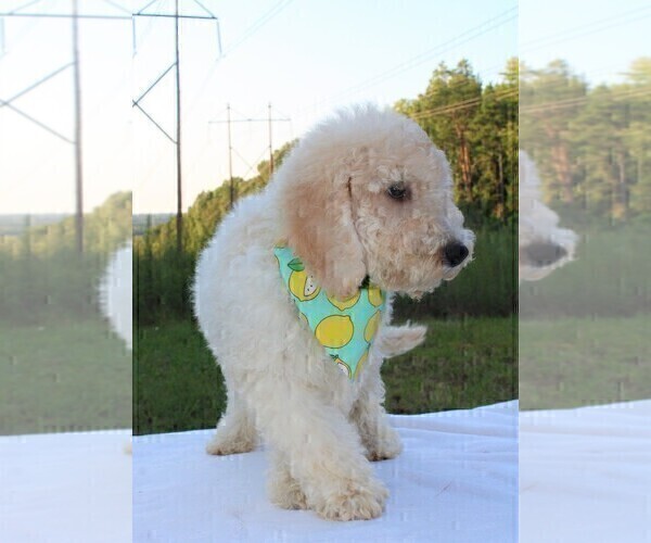 Medium Photo #14 Goldendoodle Puppy For Sale in TIMBERLAKE, NC, USA
