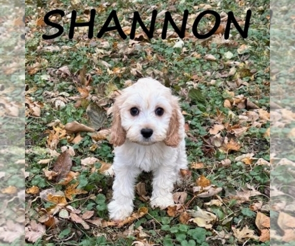 Medium Photo #2 Cock-A-Poo Puppy For Sale in HARTLAND, MN, USA