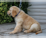 Small #4 Golden Retriever