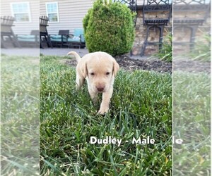 Medium Labrador Retriever