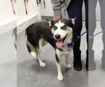 Small #2 Siberian Husky Mix