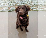 Small #1 Australian Shepherd Mix