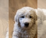 Small Photo #3 Great Pyrenees-Komondor Mix Puppy For Sale in LOUISVILLE, KY, USA