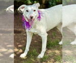 Small #2 Labrador Retriever Mix