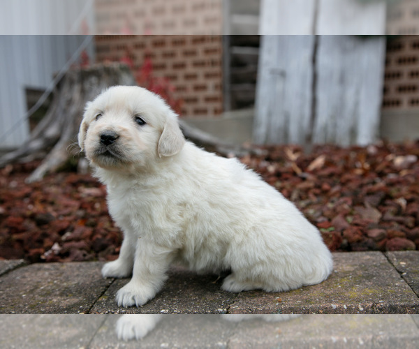Medium Photo #2 English Cream Golden Retriever Puppy For Sale in ORRVILLE, OH, USA