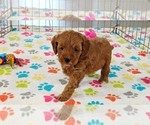 Small #3 Cavapoo mix (+ Poodle Miniature)