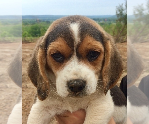 Medium Photo #1 Beagle Puppy For Sale in HURRICANE MILLS, TN, USA