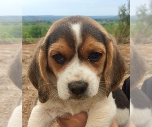 Beagle Puppy for sale in HURRICANE MILLS, TN, USA