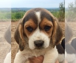 Small Photo #1 Beagle Puppy For Sale in HURRICANE MILLS, TN, USA