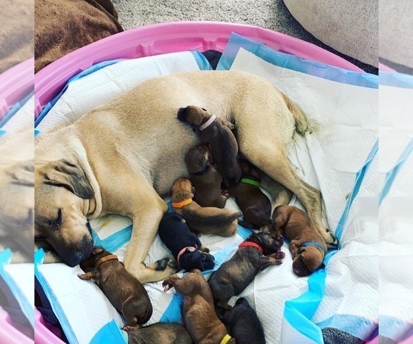 Medium Photo #2 Black Mouth Cur Puppy For Sale in NAMPA, ID, USA