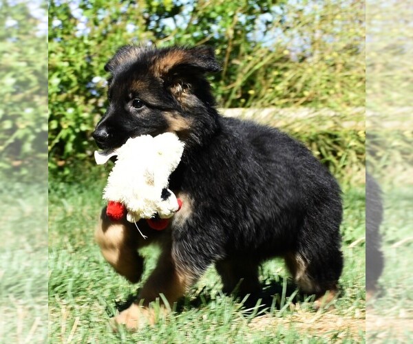 Medium Photo #11 German Shepherd Dog Puppy For Sale in MURRIETA, CA, USA