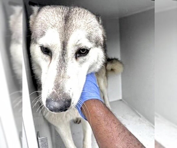 Medium Photo #1 Siberian Husky Puppy For Sale in Houston, TX, USA